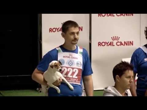 Agility World Championship 2015 - Vlad and LIEBE