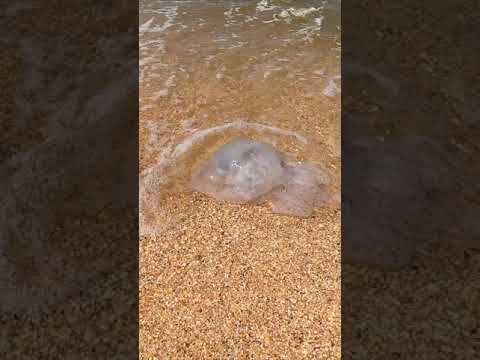 Нашествие медуз в азовском море 2022. Голубицкая медузы 2022. Голубицкая медузы. Медузы в азовском море кучугуры. Кучугуры пляж 2022.