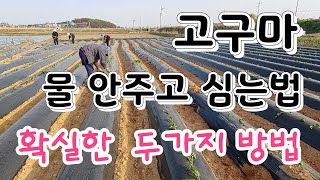 고구마 물안주고 심는법 확실한 두가지 방법 단맛 있는 자색고구마 심기There are two sure way…