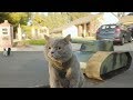 Aaron 039 s Animals NEW VIDEO COMPILATION 20 Aaron 039 s Animals NEW VIDEO COMPILATION 20