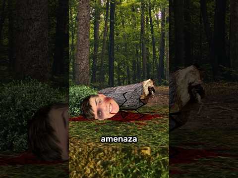 How to Trick a Bear 🐻