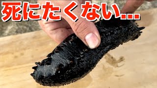 千切っても死なない『ナマコ』を真っ二つにしてみた結果がヤバい
