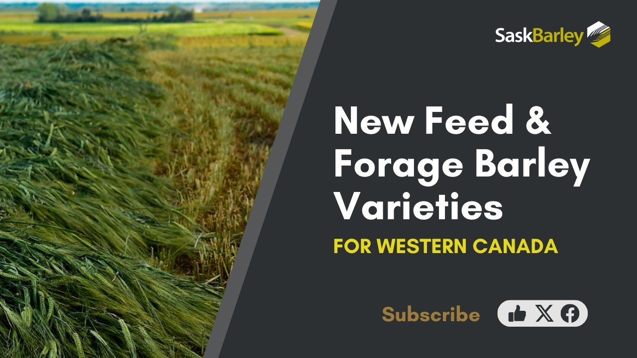 Choosing the Right Feed Barley: Yield, Straw, and Disease Tradeoffs