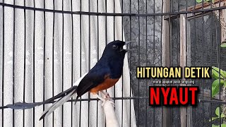 Download lagu murai batu gacor AMPUH buat PANCINGAN murai batu agar bunyi JADIKAN burung murai gacor EMOSI NYAUT mp3 Download lagu murai batu gacor AMPUH buat PANCINGAN murai batu agar bunyi JADIKAN burung murai gacor EMOSI NYAUT mp3