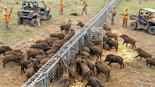 Como os Fazendeiros Brasileiros Estão Usando Armadilhas para Proteger suas Colheitas?