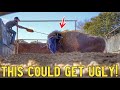 Big Joe Has Gotta Go