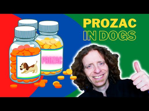 Dogs On Prozac | Veterinarian Explains All You Need To Know