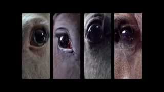 My Brightest Diamond   Workhorse Blair Sinta rmx