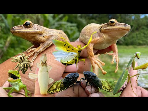 the most beautiful insect in the world