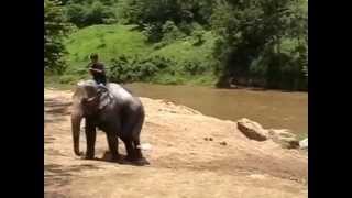 preview picture of video 'Mae Tang Elefant Park  Chiang Mai   Thailand  2008'