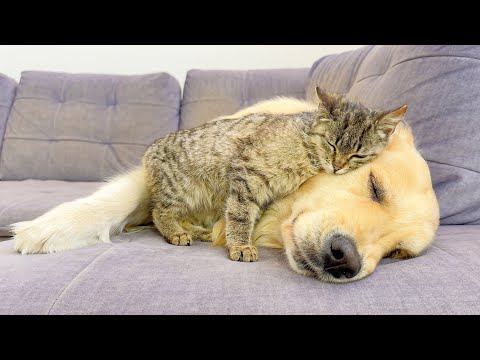 Adorable Kitten Fell Madly In Love with Golden Retriever — Cutest Friendship Ever!