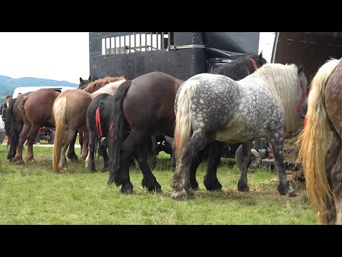 Targ expozitional de cai Bratca, Bihor 31 Mai 2025 Nou!!!