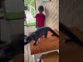 First Time Meeting A Civet Civet Bali Shorts Explore Travel