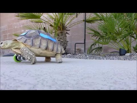 Tortoise With A Prosthetic Wheel || ViralHog