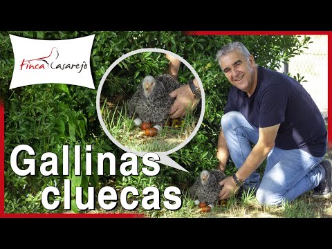 , title : 'Gallinas cluecas: cómo criar con gallinas cluecas o cómo quitar la cloquera 🐣'