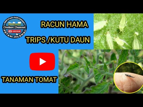 , title : 'cara mengatasi daun tomat keriting || obat daun tomat menggulung keatas'