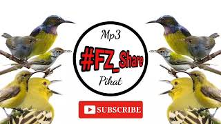 Download lagu Mp3 Pikat Burcil Andalan Pemikat Burung mp3