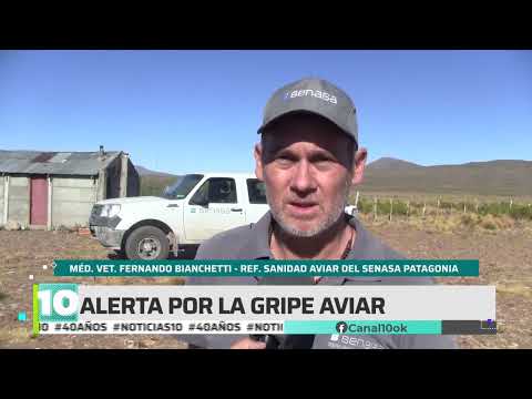 #Noticias10 | Alerta por la gripe aviar en Mainque