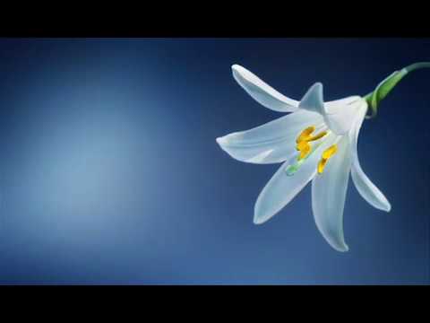 Liljan salattu loisto