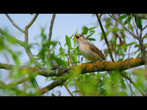 Garden Warbler / A Frantic Song in the Thickets