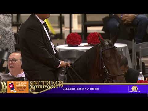 2019 Spectrum International - 261  Classic Fino Sch 4 Yr Old Fillies