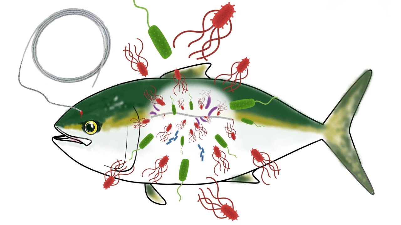 神経締めで魚に細菌がまき散らされます。