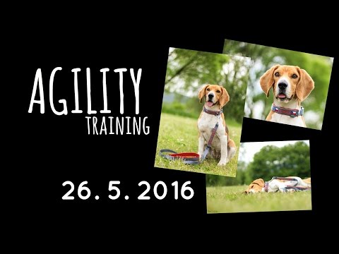 Agility training | 26. 5. 2016 | MÁLKOV