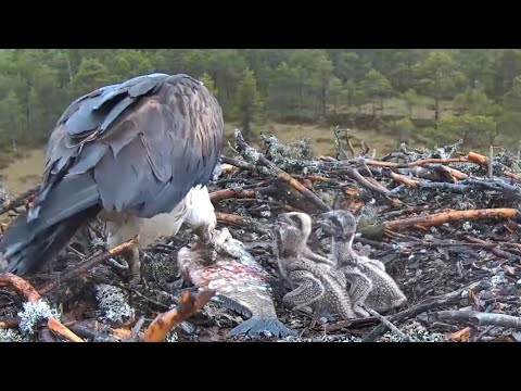 #4 Sääksilive (Osprey Cam) | Osprey mom feeding breakfast to three chicks | June 11, 2024