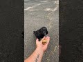 Befriending Ravens