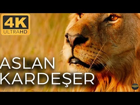 Aslanlar: Savananın Kralları | Vahşi Yaşamın Kükremesi Belgeseli - 1. Bölüm | 4K UHD