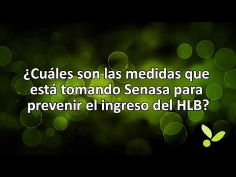¿Qué es el HLB o Dragón Amarillo?