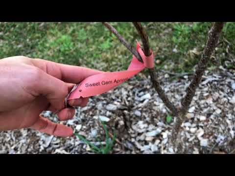 download lagu mp3 mp4 Prunus, download lagu Prunus gratis, unduh video klip Prunus