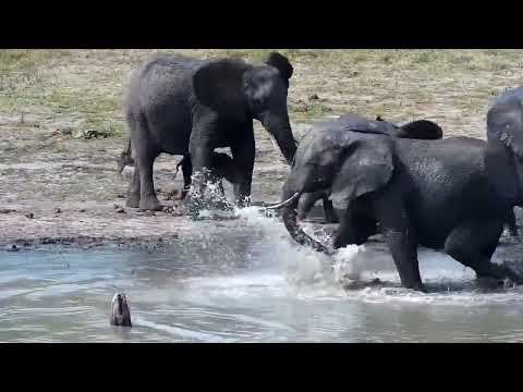 Djuma: Large Elephant herd scattered about-some in for a swim in the dam - 14:10 - 10/13/2022