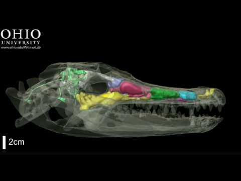 WitmerLab:WitmerLab: alligator brain, nasal cavity, and other air spaces - Yawing animation