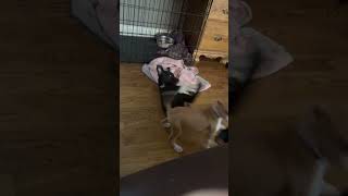 Video preview image #1 American Staffordshire Terrier-Unknown Mix Puppy For Sale in Holly Springs, NC, USA