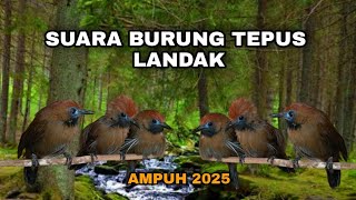 Download lagu SUARA PIKAT BURUNG TEPUS LANDAK AMPUH 2025🐦 mp3