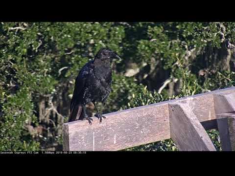 American Crow Makes Its Presence Known In Savannah, Georgia – Aug. 23, 2019