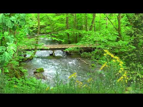 Música para Meditar e Relaxar com Sons de Riacho e Natureza   Acalmar os Pensamentos