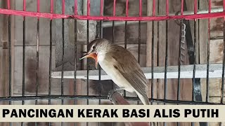 Download lagu Suara Kerak Basi Alis Putih GACOR ‼️ Pancingan burung kerakbasi jantan betina BAHAN agar cepat bunyi mp3