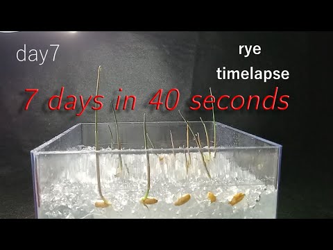 rye timelapse