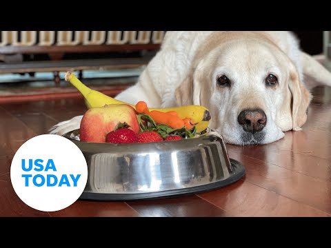 Can my dog eat this? Fruits, vegetables safe for furry friends | USA TODAY