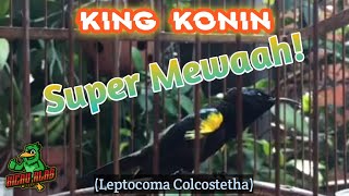 Download lagu King Konin SUPER MEWAH!!! mp3