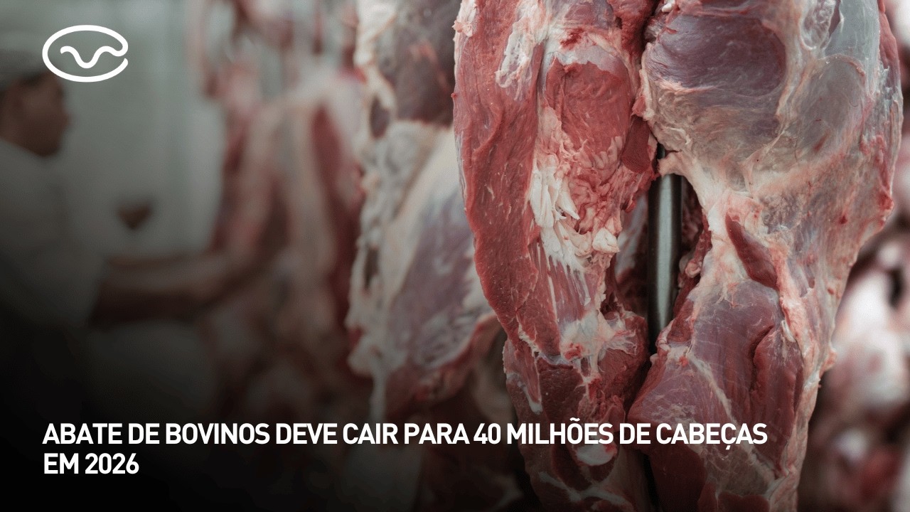 Abate de bovinos deve cair para 40 milhões de cabeças em 2026