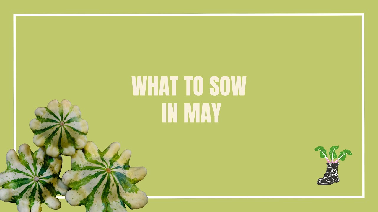What To Sow In May - The Full List! - YouTube