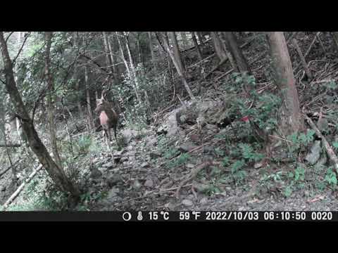 アカシカ、ダマジカ、ノロジカの 自然と動物