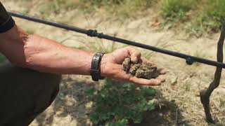 Marlborough Vineyard uses compost to naturally break up heavy clay soils