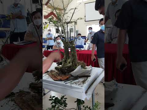 Lớp Bonsai 2022 - 16