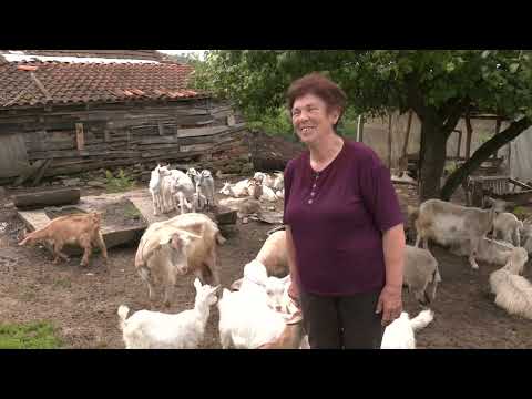 Eko minijature / Stare srpske rase - Srpska bela koza