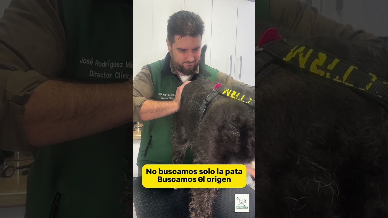 Caso clínico de cojera en un perro sénior: diagnóstico y tratamiento de fisioterapia canina #perros