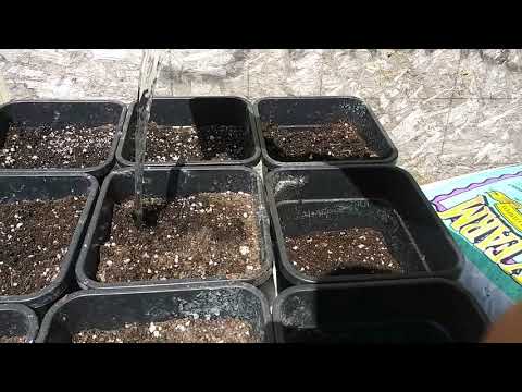 ADDING SECRET SUGARS TO CANNABIS PLANTS! HOW TO GROW CANNABIS PLANTS pt2